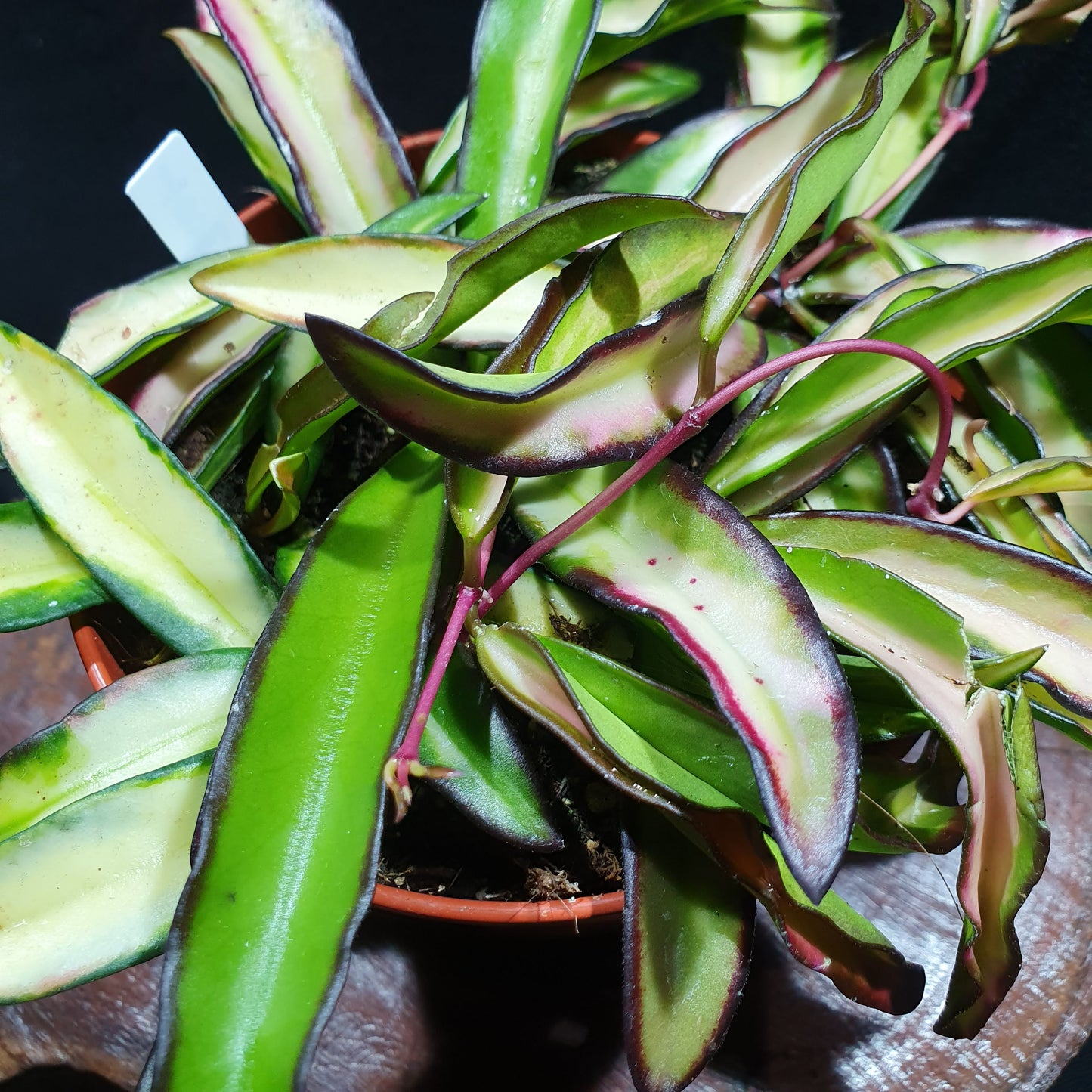 Hoya Wayetii Tricolor