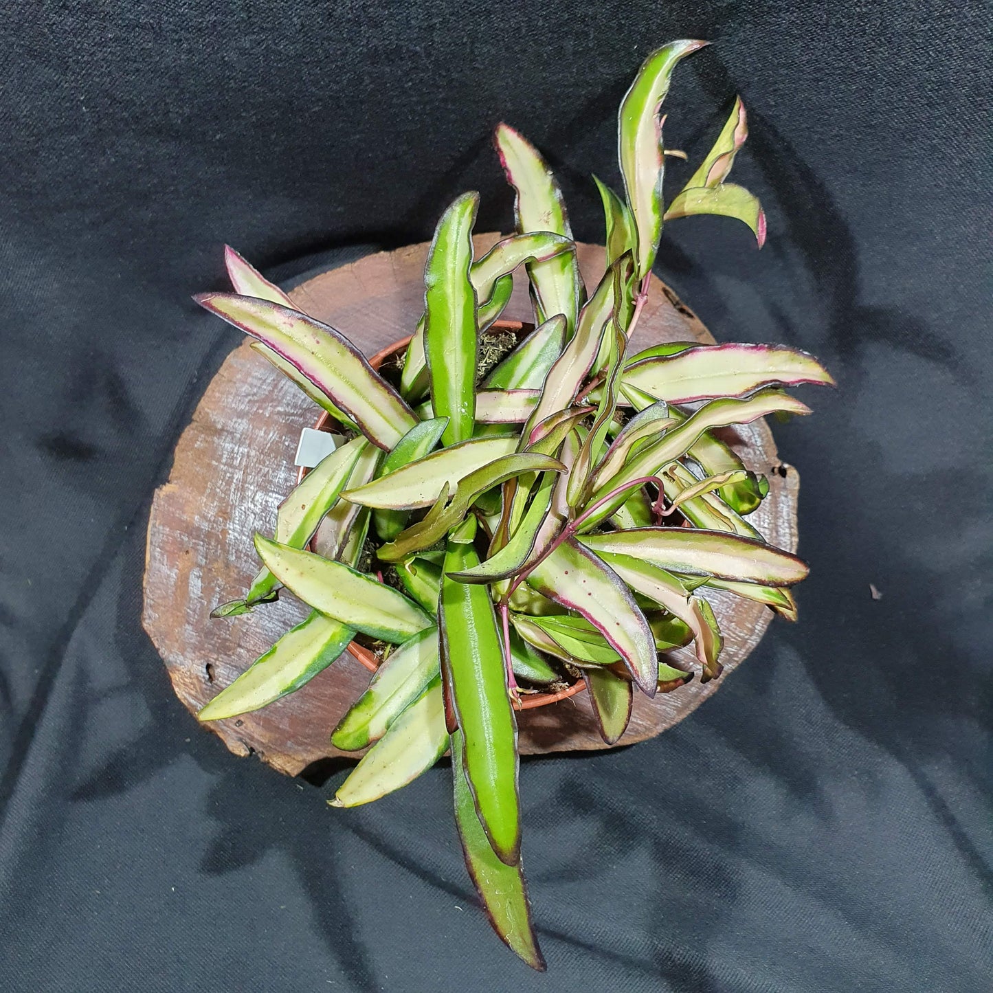 Hoya Wayetii Tricolor