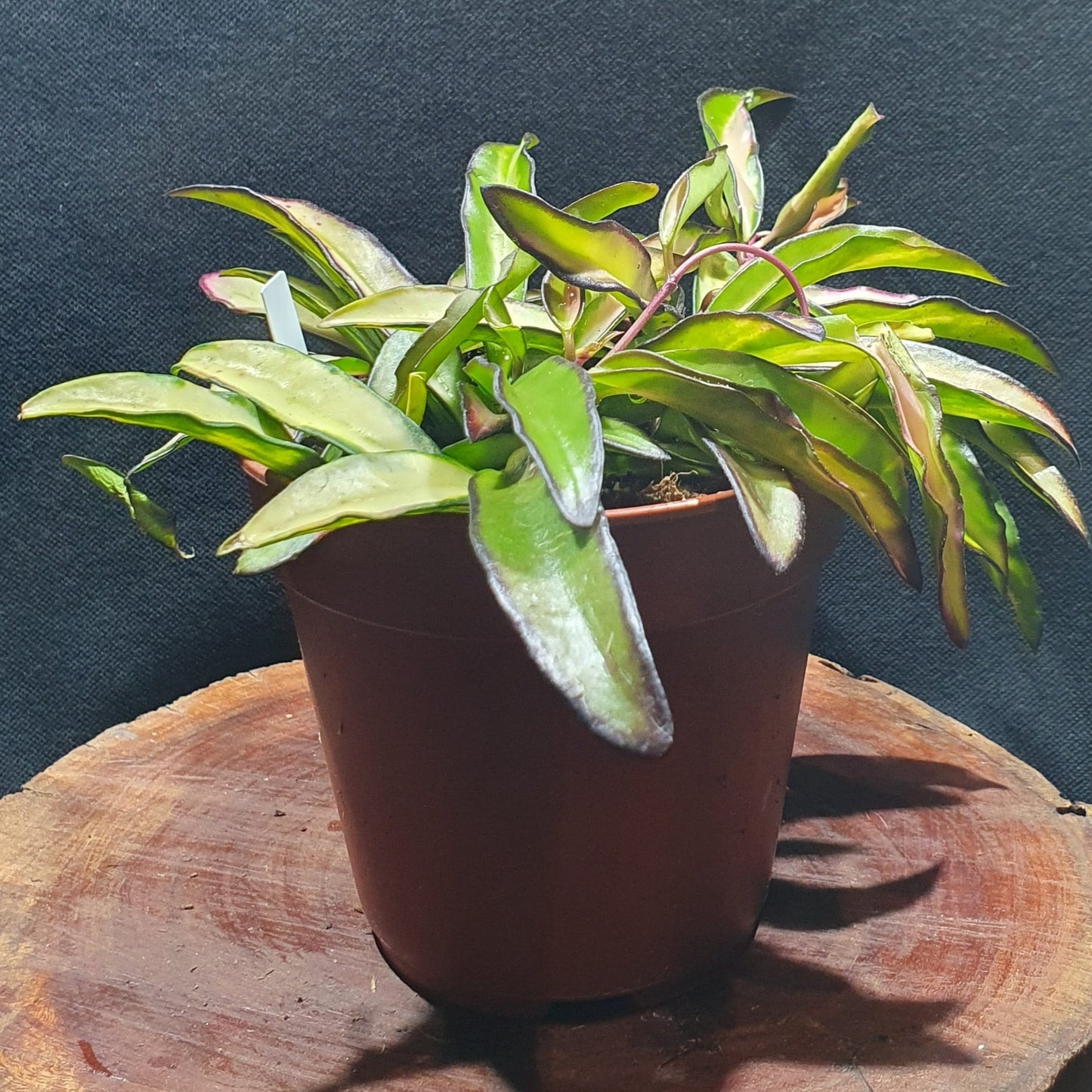 Hoya Wayetii Tricolor