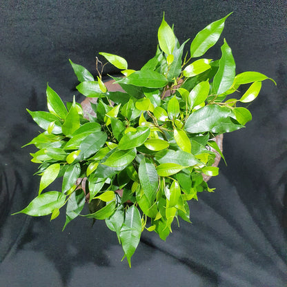 Ficus Benjamina Kinky Green - Weeping Fig