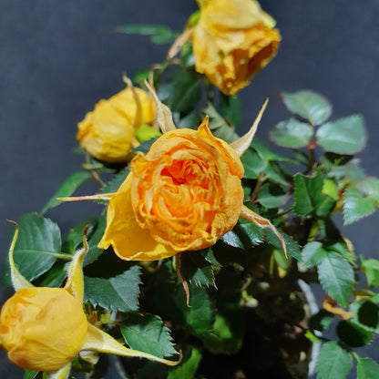 Mini Rose Bush