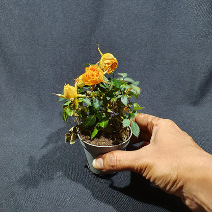 Mini Rose Bush