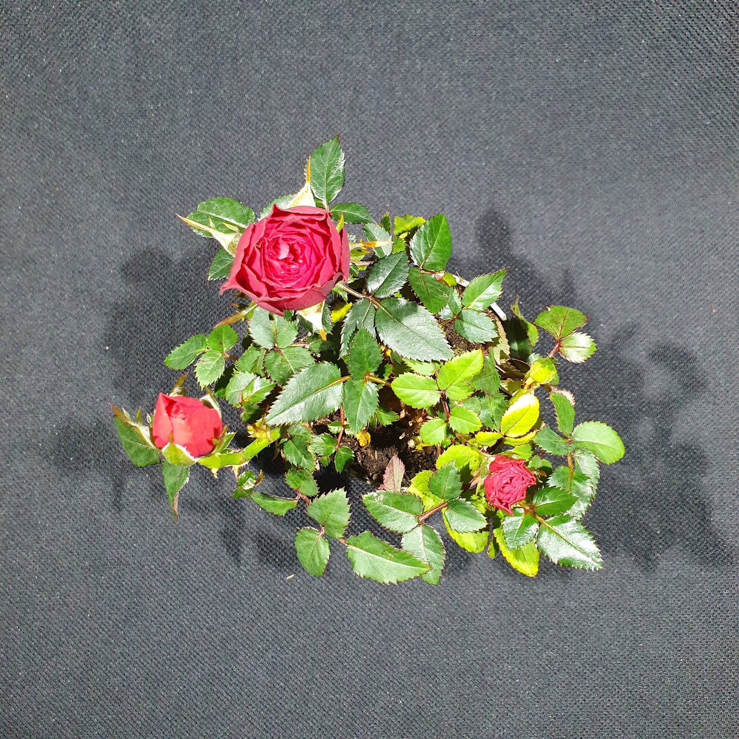 Mini Rose Bush