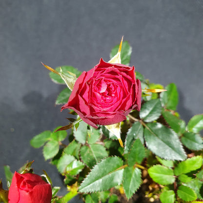 Mini Rose Bush