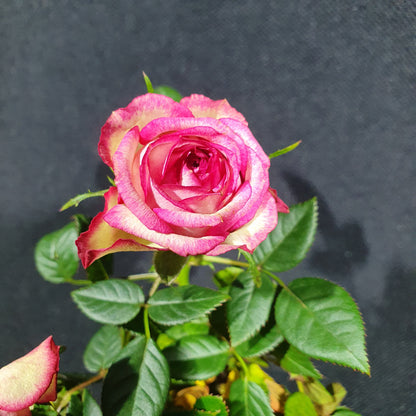 Mini Rose Bush