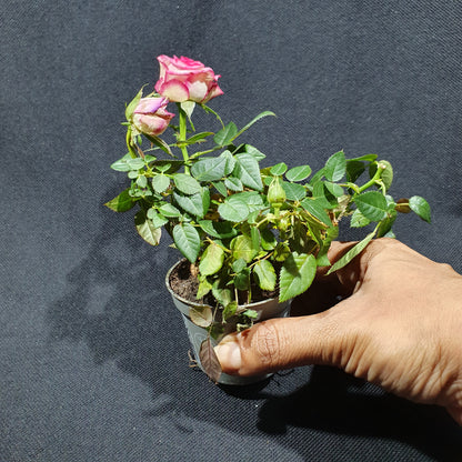 Mini Rose Bush