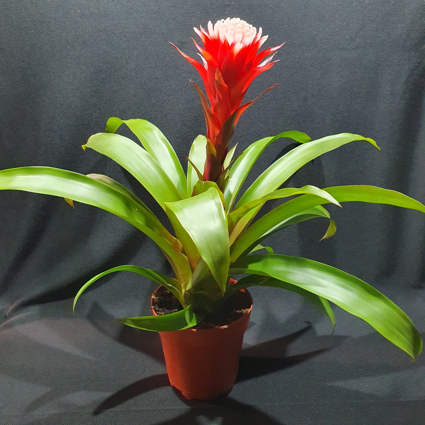 Flowering Bromeliad