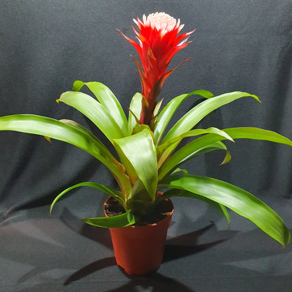 Flowering Bromeliad