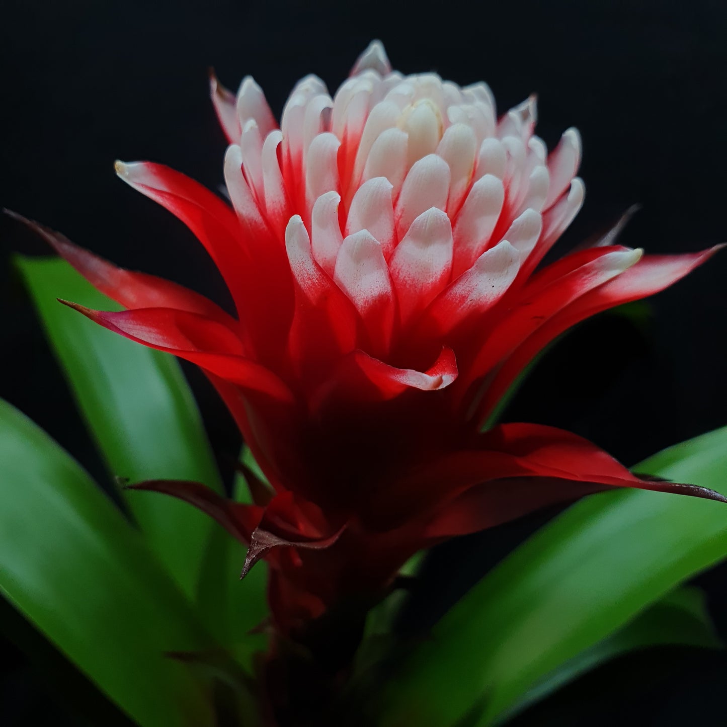 Flowering Bromeliad