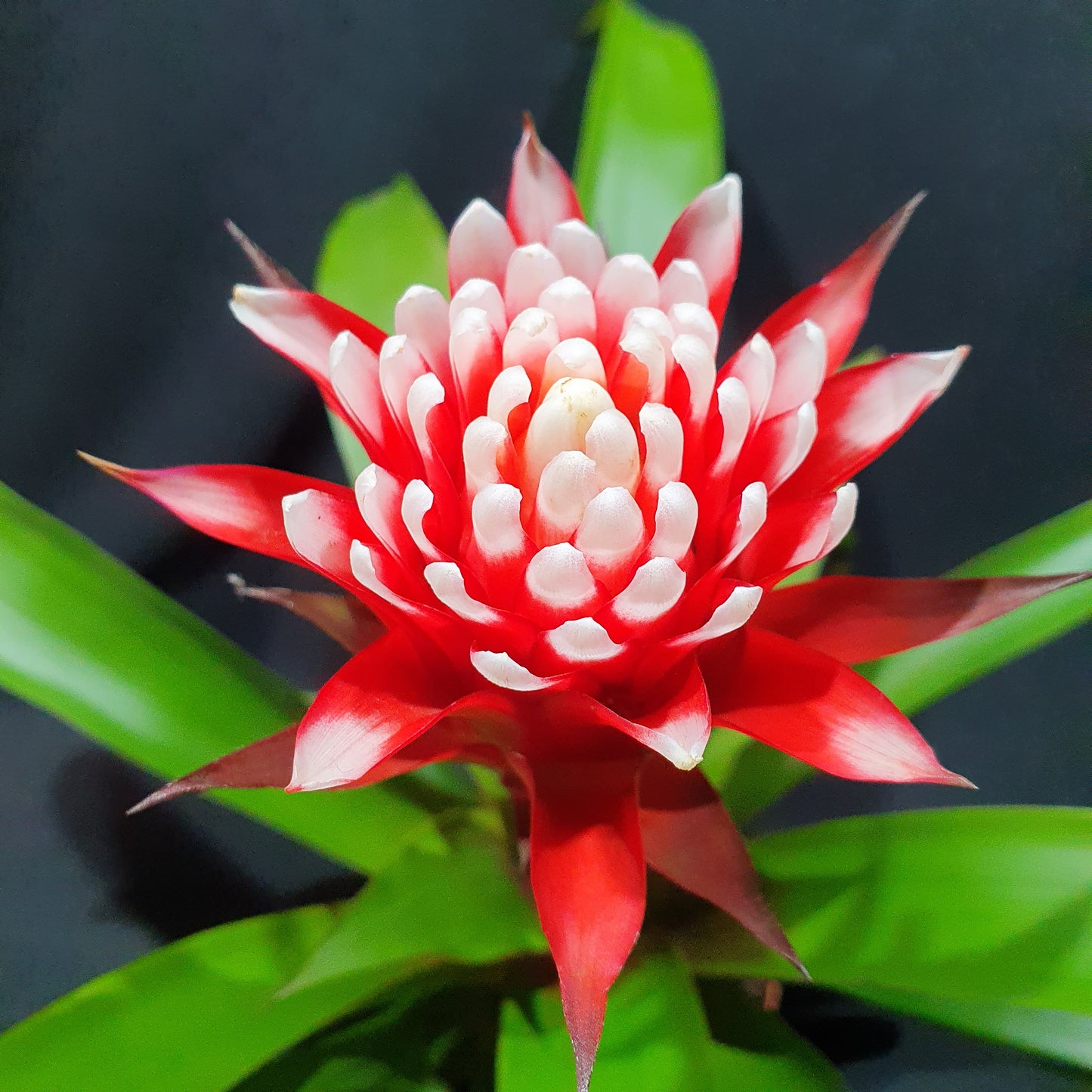 Flowering Bromeliad