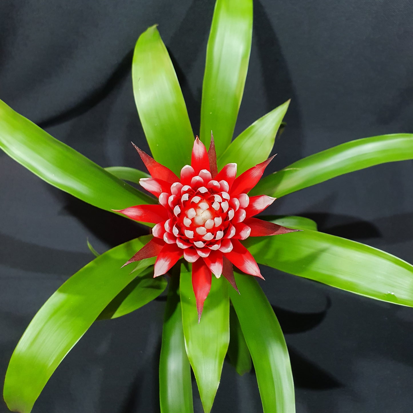 Flowering Bromeliad