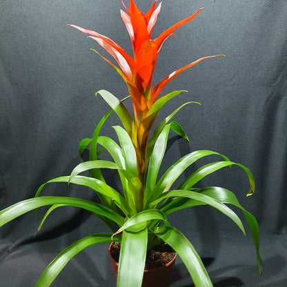 Flowering Bromeliad