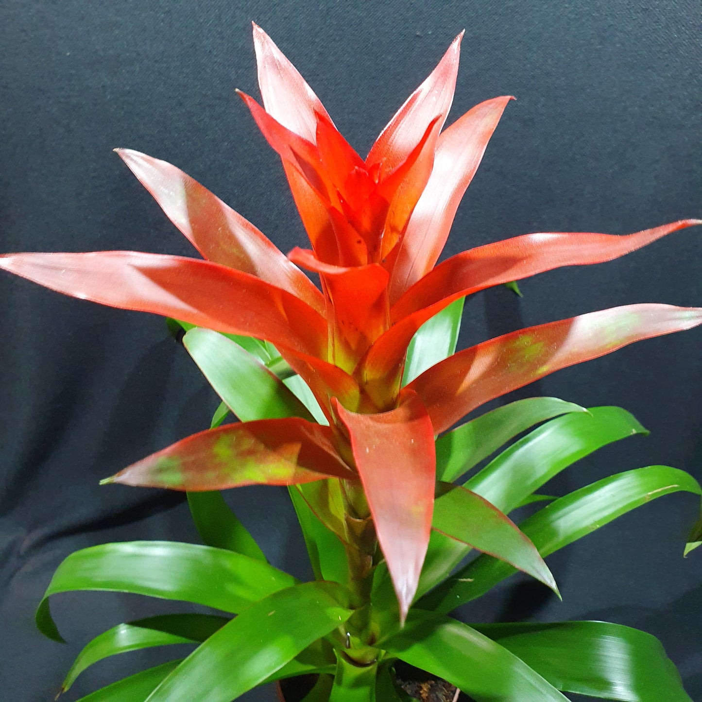 Flowering Bromeliad