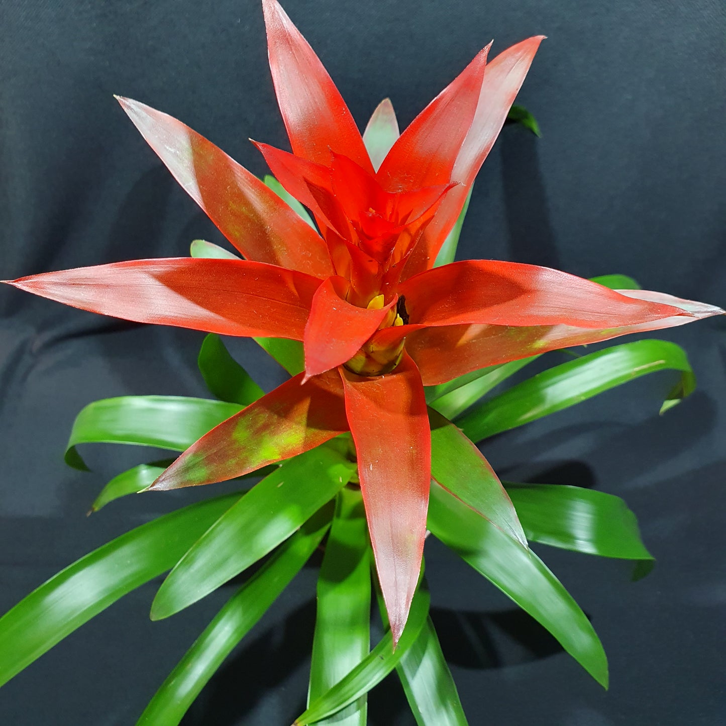 Flowering Bromeliad