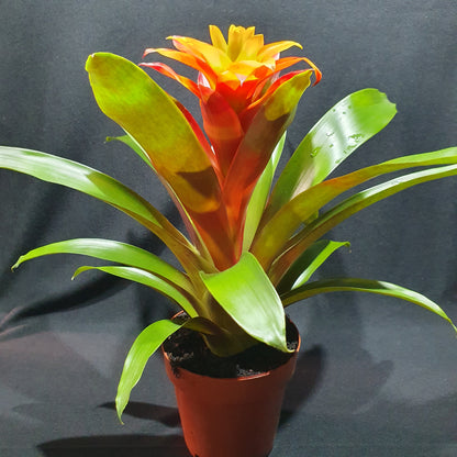 Flowering Bromeliad