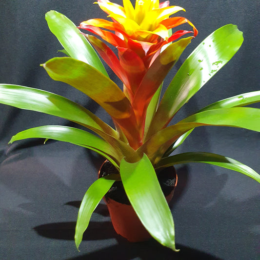 Flowering Bromeliad