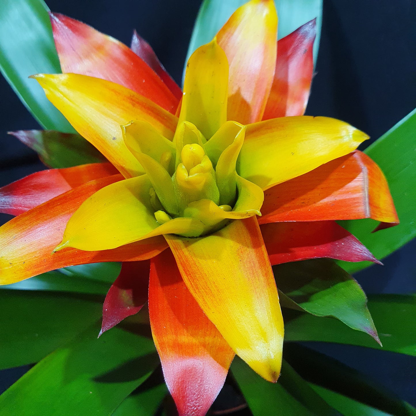 Flowering Bromeliad