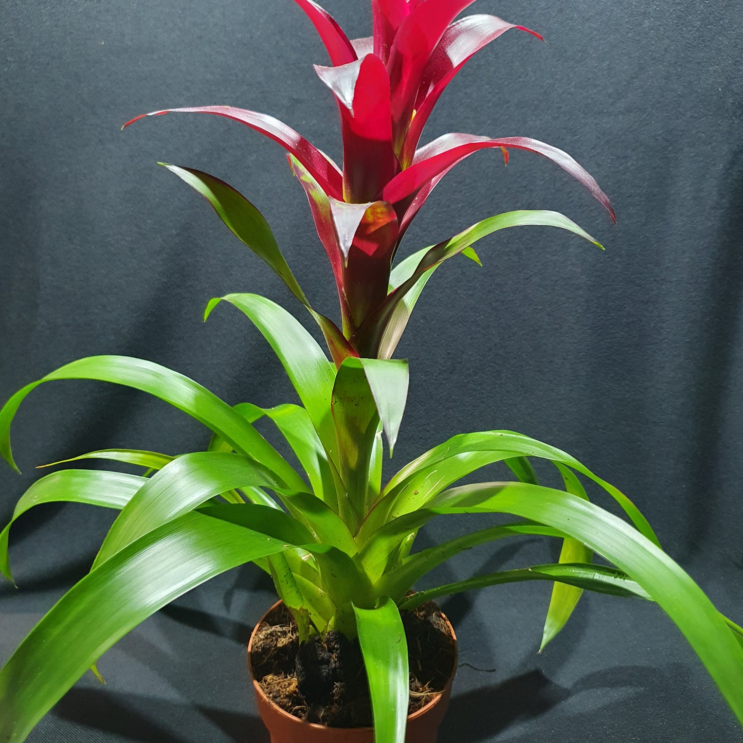 Flowering Bromeliad