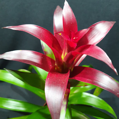 Flowering Bromeliad