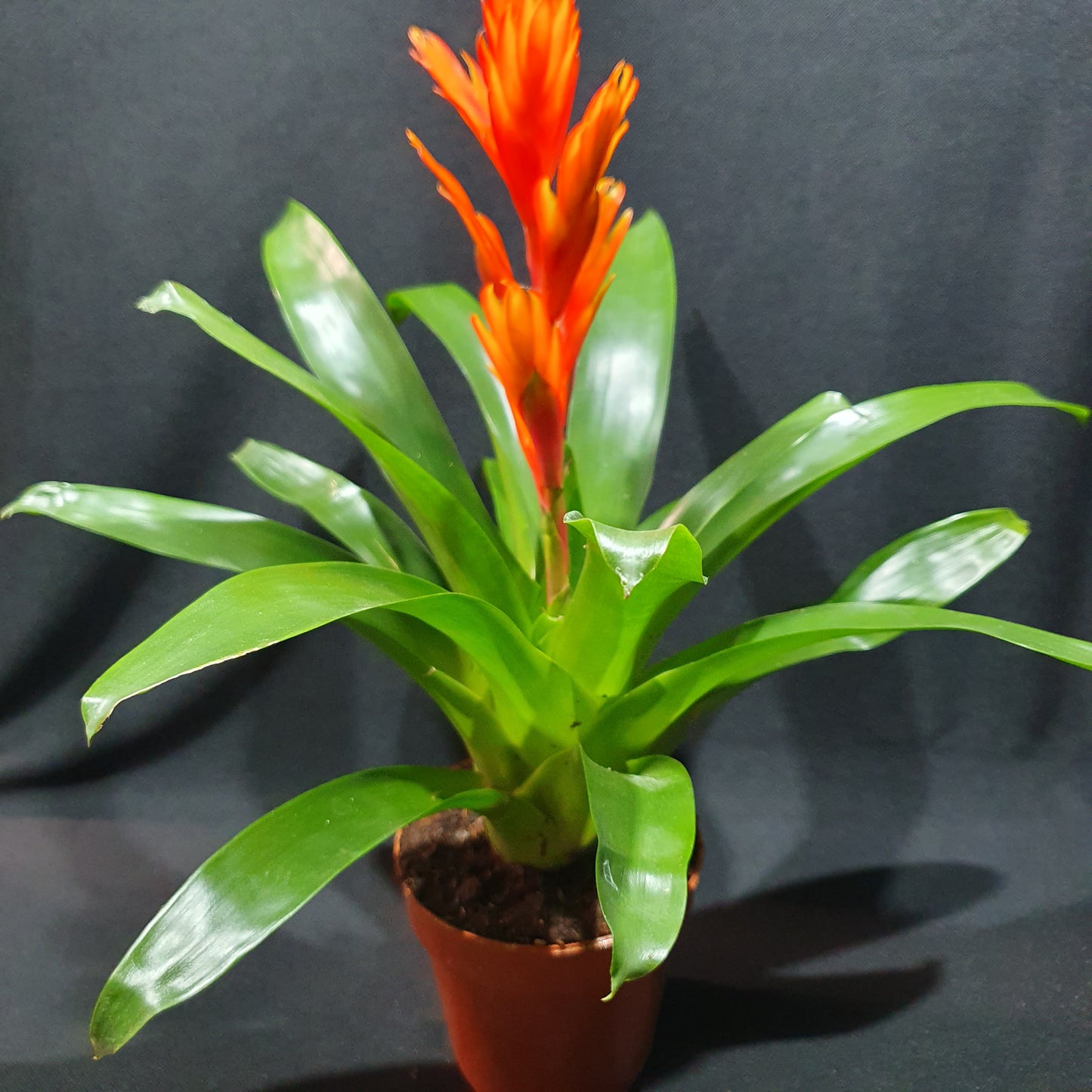 Flowering Bromeliad