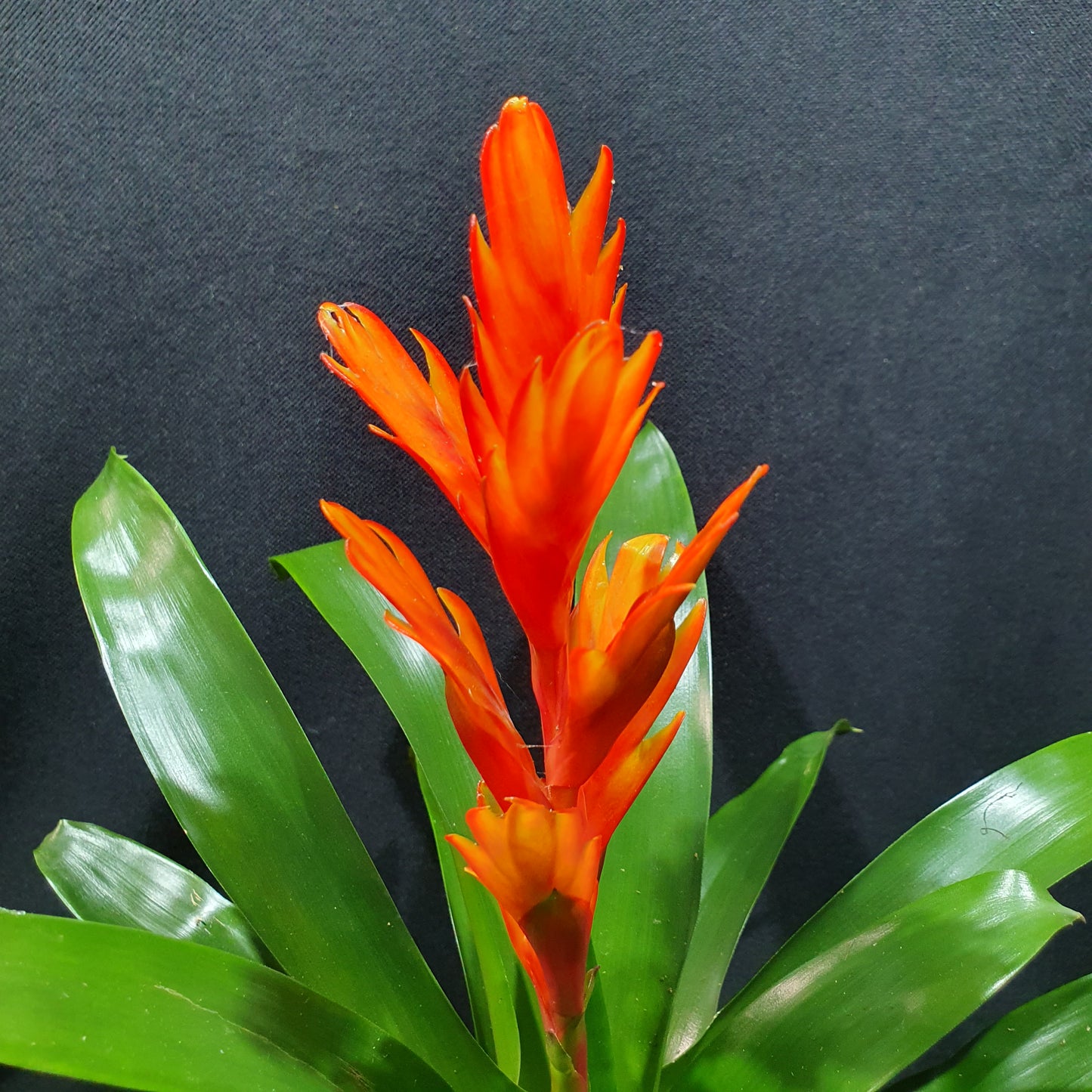 Flowering Bromeliad