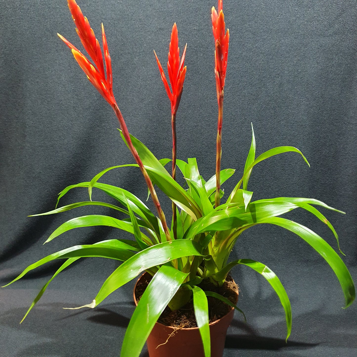 Flowering Bromeliad