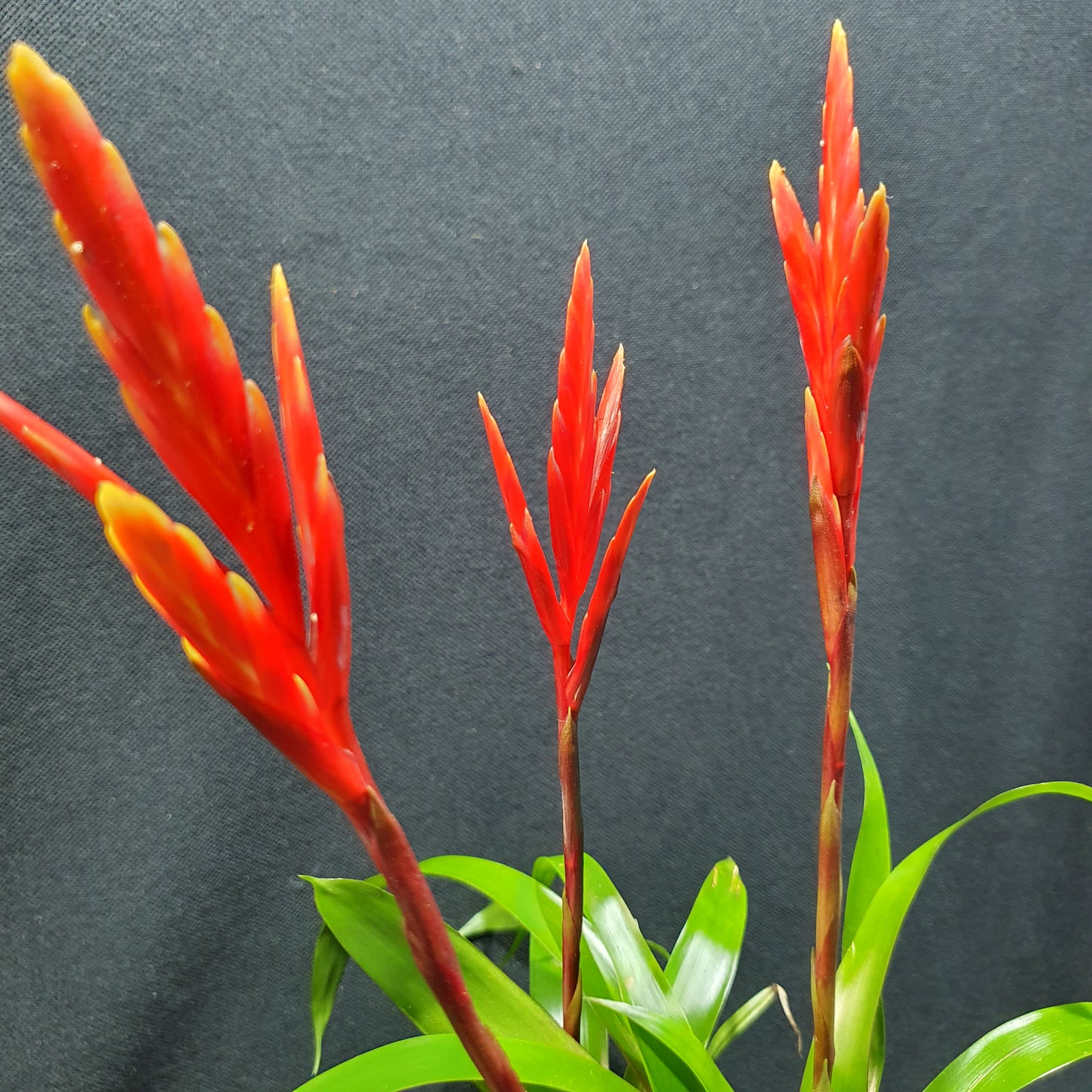 Flowering Bromeliad