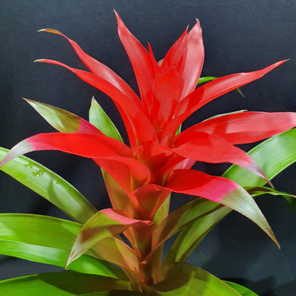 Flowering Bromeliad