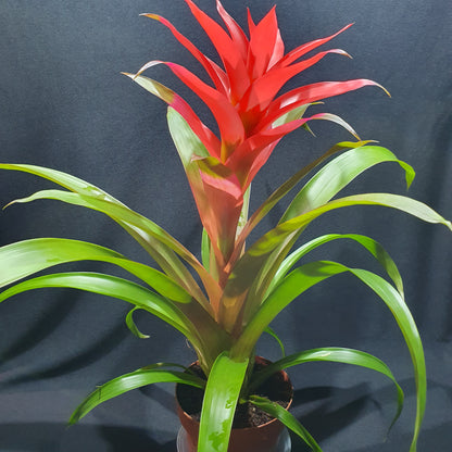 Flowering Bromeliad