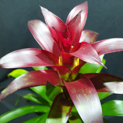 Flowering Bromeliad