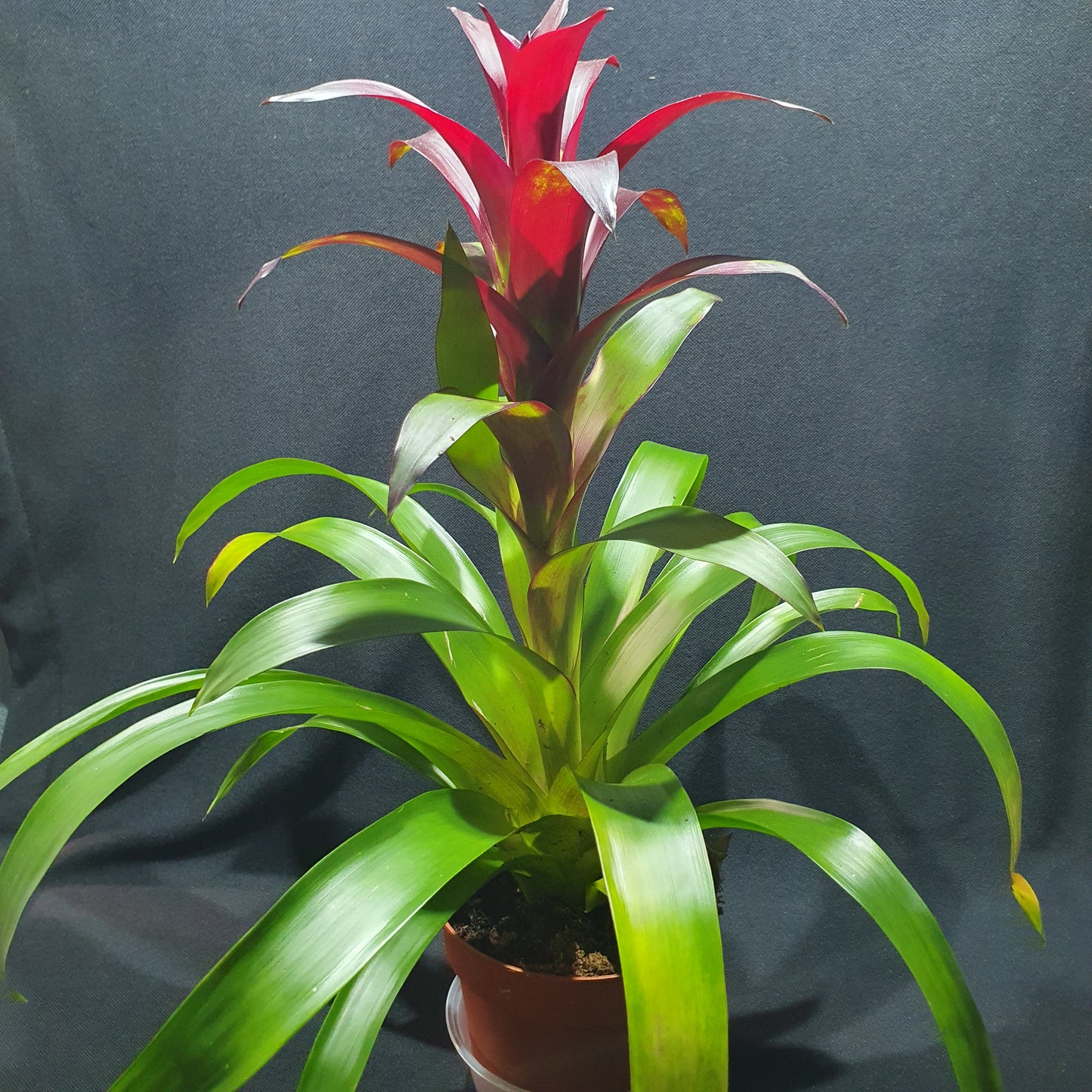 Flowering Bromeliad