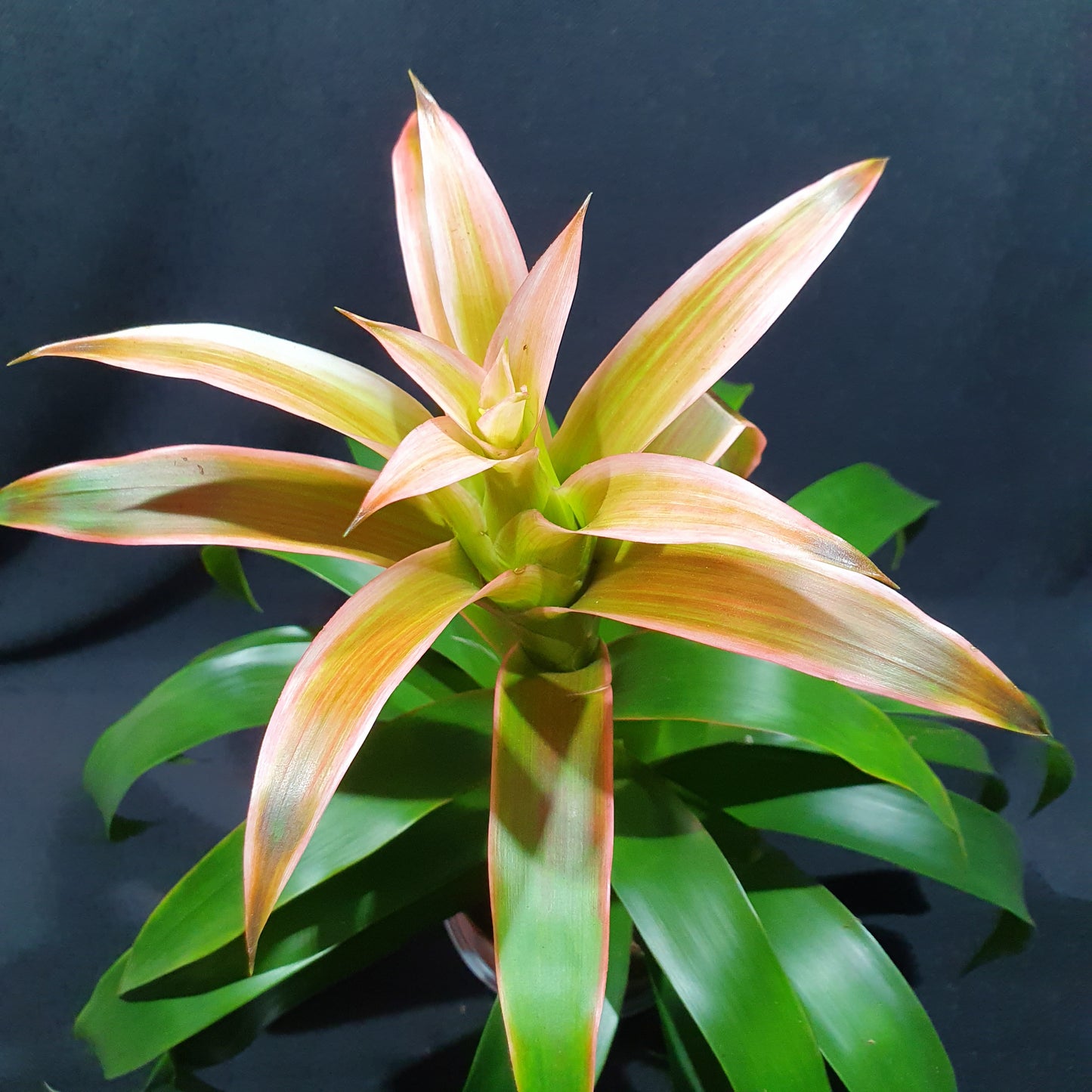 Flowering Bromeliad