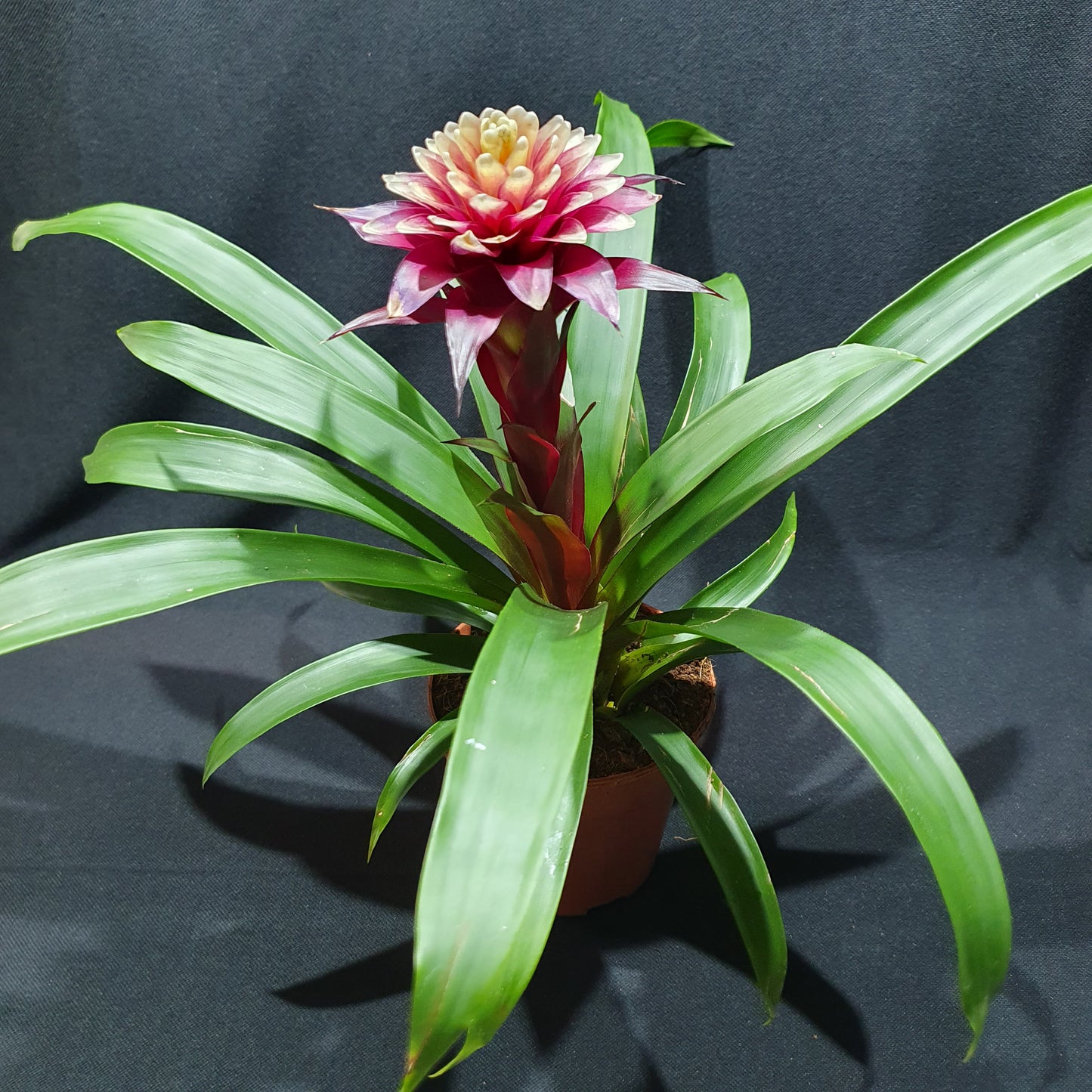 Flowering Bromeliad