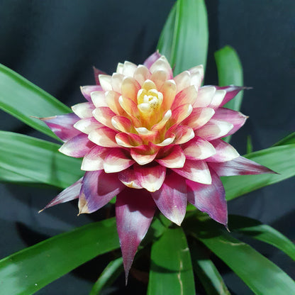 Flowering Bromeliad