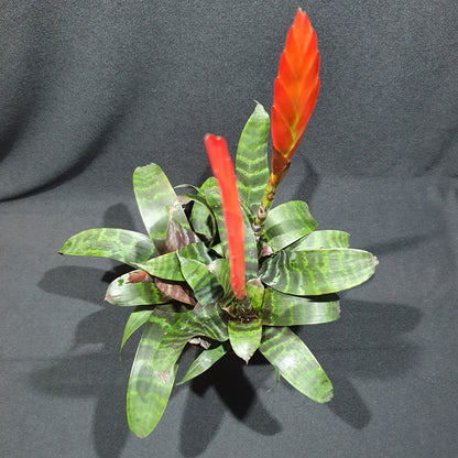 Flowering Bromeliad