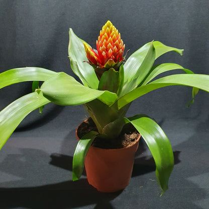 Flowering Bromeliad