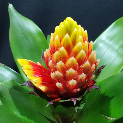 Flowering Bromeliad