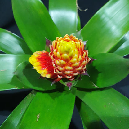 Flowering Bromeliad