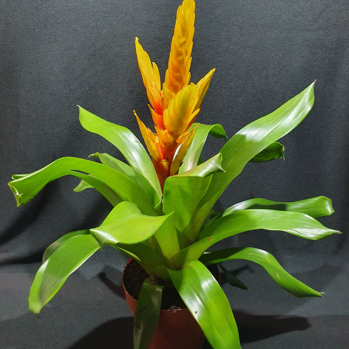 Flowering Bromeliad