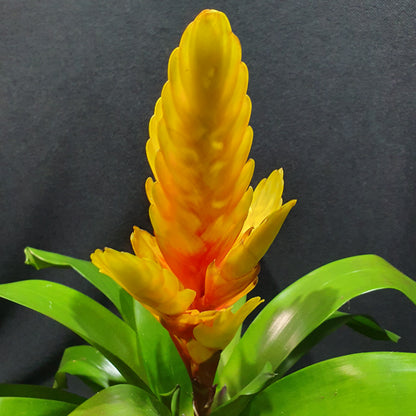 Flowering Bromeliad