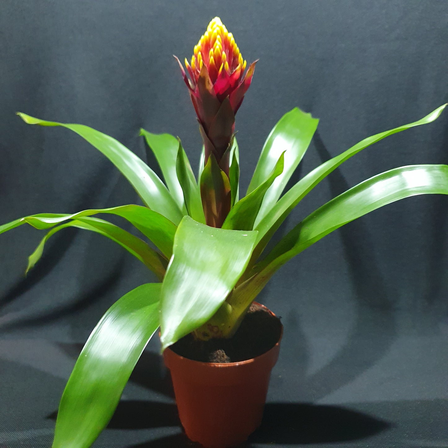 Flowering Bromeliad