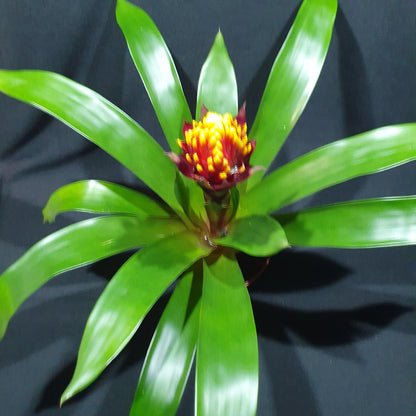 Flowering Bromeliad