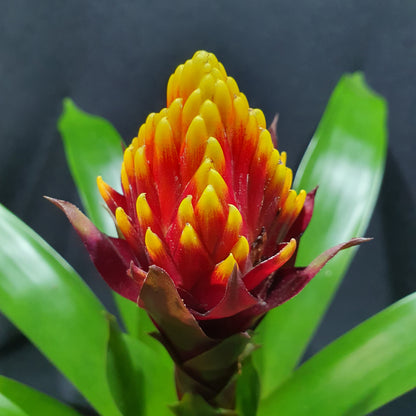 Flowering Bromeliad