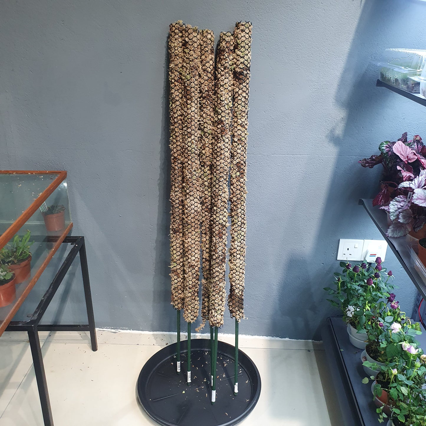 Moss Pole with Sphagnum