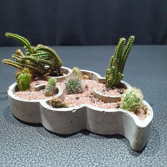 Desert Terrarium - DT004