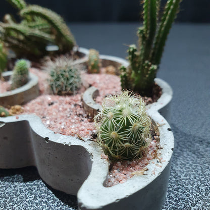 Desert Terrarium - DT004