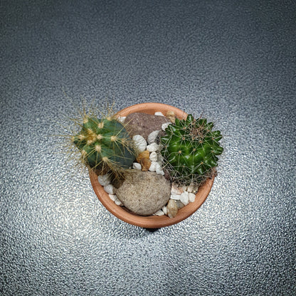 Desert Terrarium - DT003