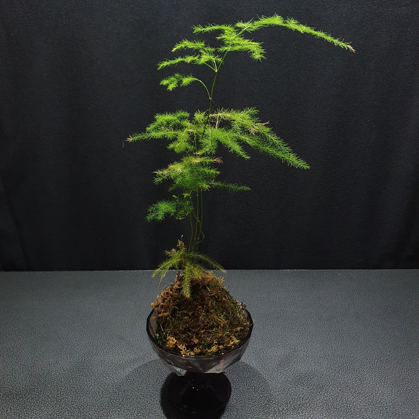 Kokedama - KD004