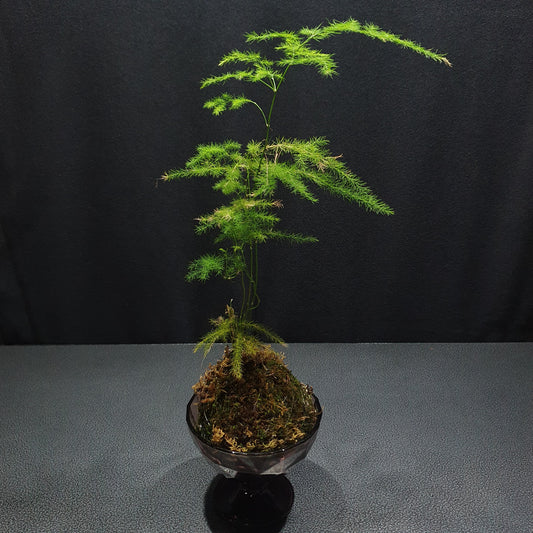 Kokedama - KD004