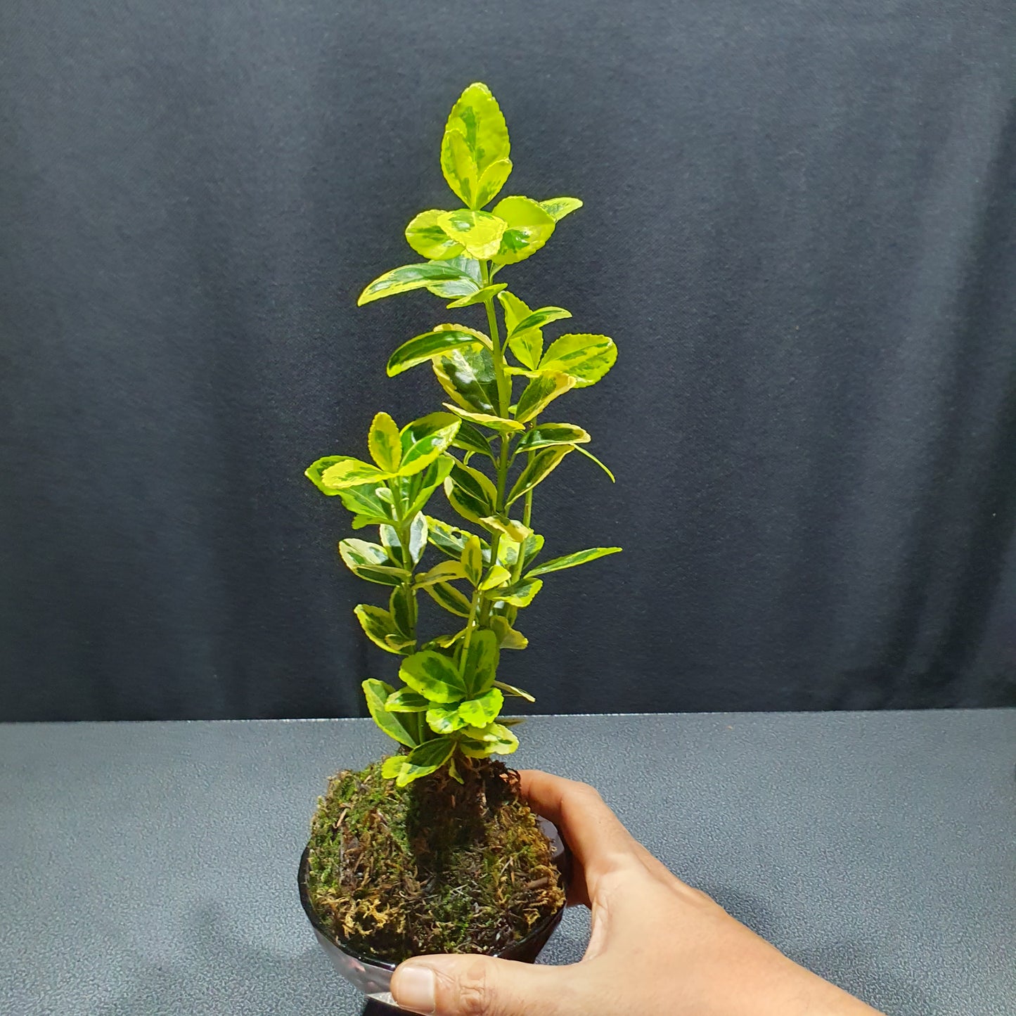 Kokedama - KD003